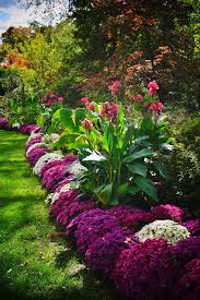 Chrysanthemums Canna 3 Plants Beautiful Gardens Beautiful Flowers Garden