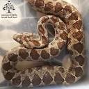 Lebanese Wildlife - New admission! This adult Coin-marked snake ...