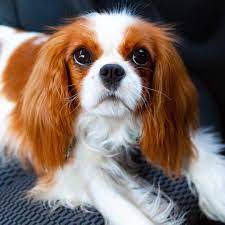 ถ กใจ 145 คน ความค ดเห น 5 รายการ ｐｉｘｅｌ cavalierpixel บน instagram who remembers when car cavalier king charles dog king charles dog cute cats and dogs