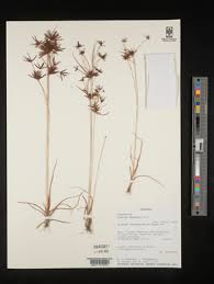 Image result for Cyperus amabilis