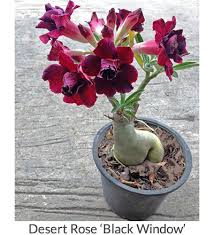 We did not find results for: Desert Rose Plant Adenium For Sale Desert Rose Plant Care