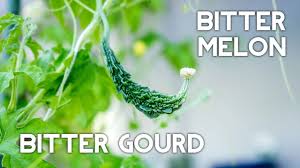 Image result for Momordica pterocarpa