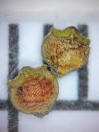 Image result for Rhynchospora eximia