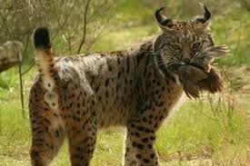 Juega con tus amigos y familia a este entretenido juego de encontrar las imágenes antes que tus rivales, completa todas las figuras del tablero y grita ¡listo! 9 Interesantisimas Cosas Que Debes Saber Sobre El Lince Iberico El Animal Mas Vulnerable De La Tierra Vix