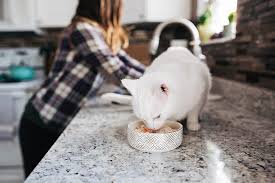 Why should you make your own homemade cat food? Best Homemade Cat Food Recipes Raw Or Cooked Make Your Own