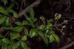 Image result for Toddalia simplicifolia