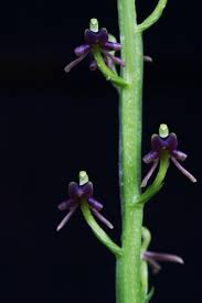 Image result for Liparis nervosa