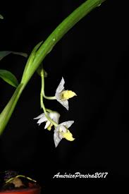 Image result for Polystachya bicarinata