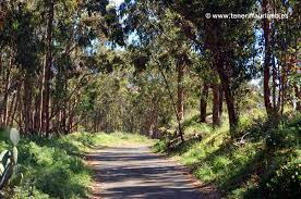 Official site for disney world. La Esperanza Esperanza Wald Reisefuhrer Teneriffa