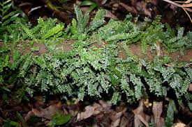 Image result for Arthropteris