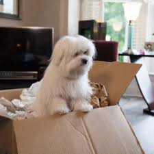 Assistance with health certificates, import certificates, and other travel documents. Pet Moving Pet Transport Pet Delivery Agency Pet Courier Service Pet Shipping à¤ª à¤Ÿ à¤Ÿ à¤° à¤¸à¤ª à¤° à¤Ÿ à¤¶à¤¨ à¤¸à¤° à¤µ à¤¸ In Phase 1 Gurgaon South North Packers And Movers Id 13650532273