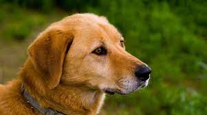 Golden retriever cross labrador puppies. Goldador Breed Information The Golden Retriever Lab Mix