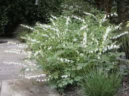 Image result for Dicentra spectabilis alba
