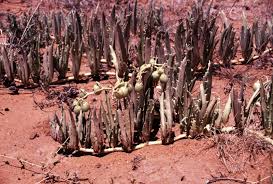 Image result for Cyphostemma hereroense