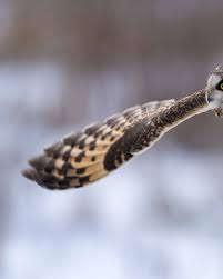 Short Eared Owl hunting during a snowy morning