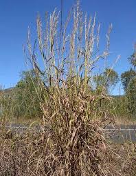 Image result for Andropogon gayanus