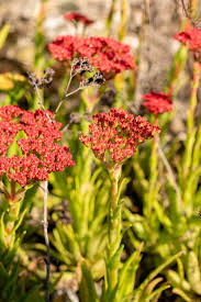 Image result for Crassula alba