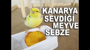 What Are The Best Vegetables And Fruits For Canaries Youtube