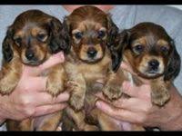 According to the akc, most breed rescues report that a majority of their rescue dogs come from individual owner surrender, with. Dachshund Puppies For Sale In Michigan Dachshund Breeders And Information