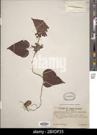 Image result for Lepistemon owariensis