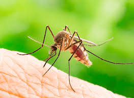 A lot of people see news stories about bedbugs becoming resistant to pesticides and if they're resistant to pesticides how are you going to get these bugs out of your house? Albany Ny Pest Control Exterminators In Albany Ny