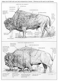 Plains Bison Vs Wood Bison Buffalo Animal American Bison Bison Art