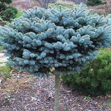 Globe blue spruce (picea pungens glauca globosa) is an attractive dwarf conifer perfect for full sun locations that do not have much space. Dwarf Globe Blue Spruce Colorado Blue Spruce Plantingtree