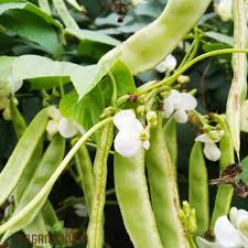 Image result for Dolichos