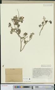 Image result for Suaeda merxmuelleri