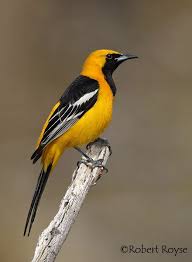 Birds Of The Southwest United States Hooded Oriole Icterus Cucullatus Oriole Bird World Birds Colorful Birds