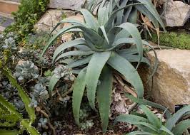 Image result for Aloe spicata