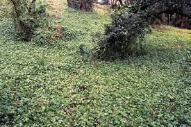 Image result for Delairea odorata