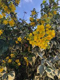 Maybe you would like to learn more about one of these? Yellow Flowering Shrub Identification