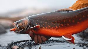 Fly Fishing For Arctic Char In Greenland Youtube