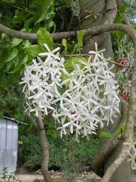 Image result for Petrea volubilis