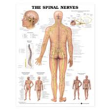 the spinal nerves anatomical chart poster laminated