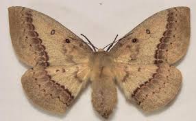 Image result for Anthonotha noldeae