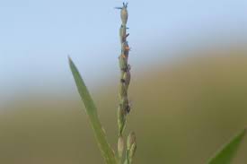 Image result for Urochloa deflexa