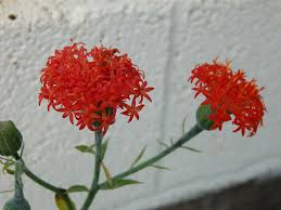 Image result for Kleinia schweinfurthii