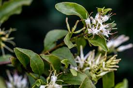 Image result for Helixanthera woodii