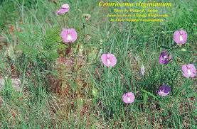 Image result for Centrosema