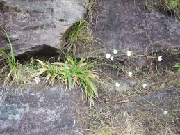 Image result for Mesanthemum africanum