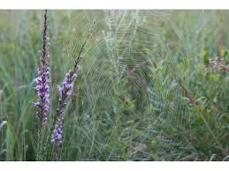 Image result for Rytigynia celastroides