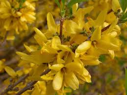 Forsythia Intermedia Sunrise Plant Finder Planten