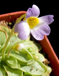 Pinguicula tina (agnata x zecheri) butterwort live carnivorous plant in 3½ pot! Pinguicula Primuliflora Primrose Butterwort Plant Lust