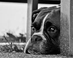Black And White Boxer Dog Black And White Boxer Boxer Dogs White Dog Photography Boxer Puppies