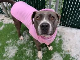 Janis Joplin 17626 With Images Dog Adoption Funny Animals Animals