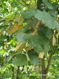 Image result for Pterospermum acerifolium