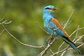 european roller gokkizgun adana turkey beautiful birds birds animals