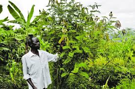 Image result for Sesbania sesban